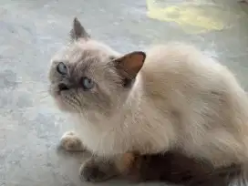 Open adopt kucing flatnose