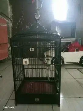Cisem /ciblek semi msih muda