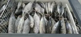 Jual ikan laut beku