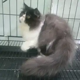 Kucing Kitten Betina Persia Peaknose Pesek Usia 4.5 Bulan Longhair