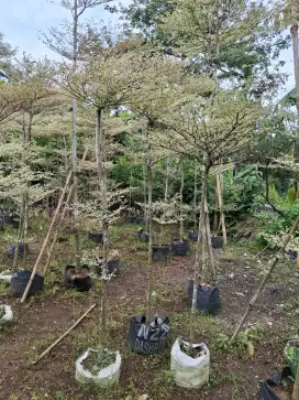 Jual pohon ketapang kencana varigata