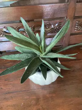 Kaktus & Pot keramik