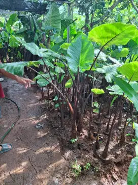 Jual pohon sente hitam