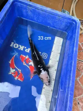 Ikan Koi Kumonryu