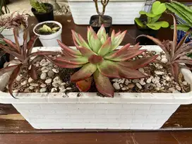 Kaktus / mini garden