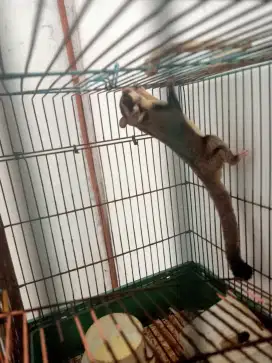 Dijual sugar glider