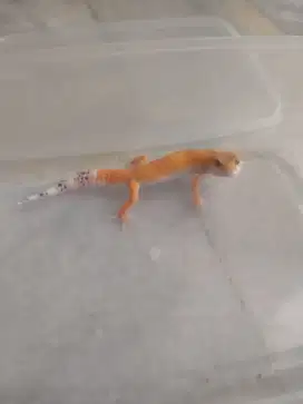 Super Hypo Tangerine Carot Tall Baldy Gecko