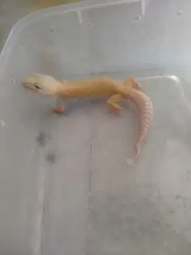 Carront Tremper Gecko