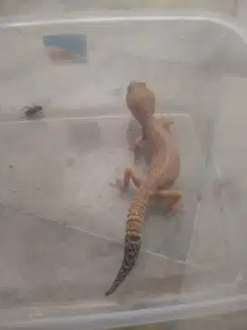 Tremper Lavender puss snow Het Raptor Gecko