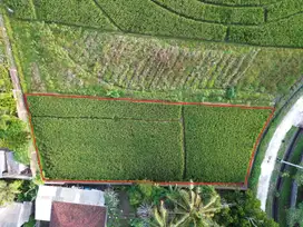 Dijual tanah komersil view sawah pasut tabanan