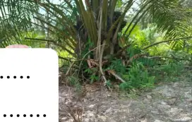 Dijual kebun sawit 5 Ha, surat SHM, gubuk, sumur bor