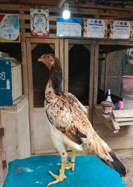 Ayam betina shamo tricolor