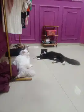 Kucing Persia medium