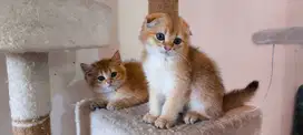 Open Adopt Scottish Fold & Straight Female Golden Non Ped