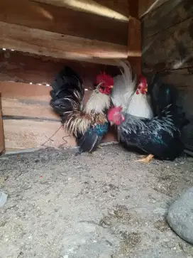 Ayam kate pejantan original