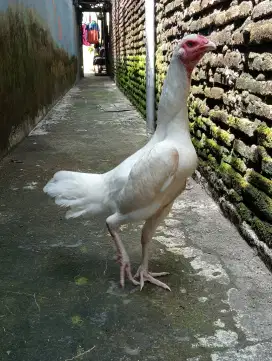 Ayam betina putih mulus