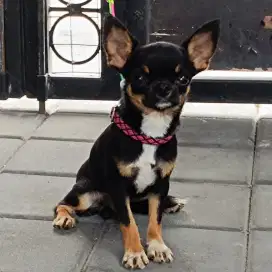 Chihuahua Puppy, Stambum