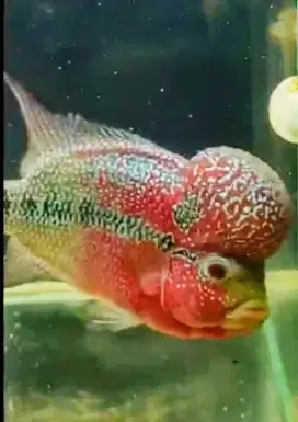 Ikan louhan koleksi pribadi