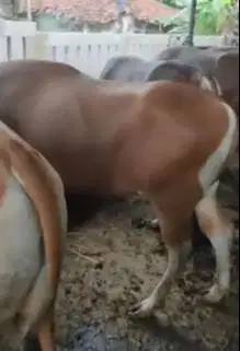 5 ekor sapi kupang 275-300kiloan siap qurban 2025 jamin ok rawatan top