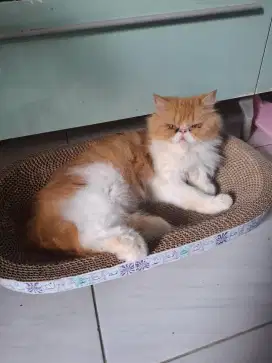 Lepas adop kucing peaknose longhair