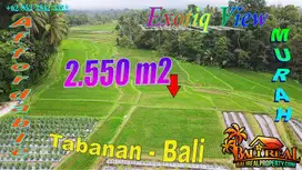 2,550 m2 with Rice Fields, Mountain and small river in Penebel Tabanan
