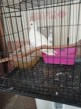 BURUNG PUTER PUTIH MATA MERAH