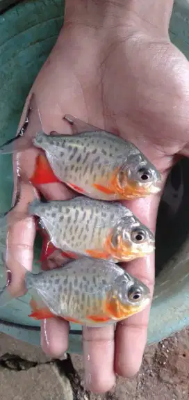 JUAL BIBIT IKAN BAWAL KULITAS UNGGUL