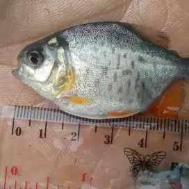 JUAL BIBIT IKAN BAWAL KULITAS UNGGUL