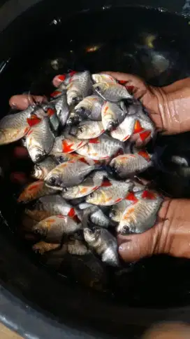 JUAL BIBIT IKAN BAWAL KUALITAS UNGGUL
