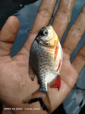 JUAL BIBIT IKAN BAWAL KUALITAS UNGGUL