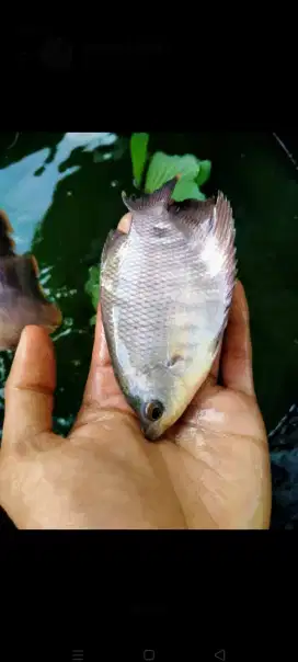 JUAL BIBIT IKAN GURAME KUALITAS UNGGUL