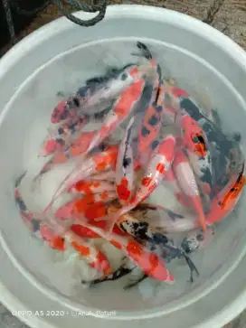 PAKET KOI CANTIK SIZE 20CM ISI 20EKOR