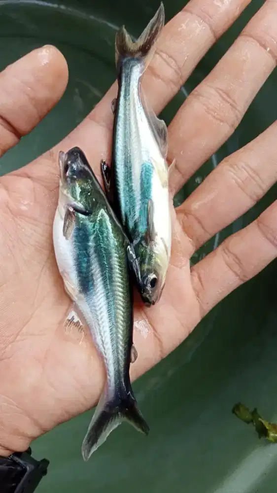 BIBIT IKAN PATIN KUALITAS UNGGUL