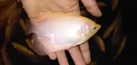 JUAL BIBIT IKAN GURAME PADANG 3jari