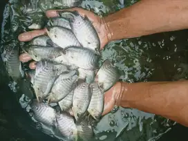 JUAL BIBIT IKAN GURAME SOANG