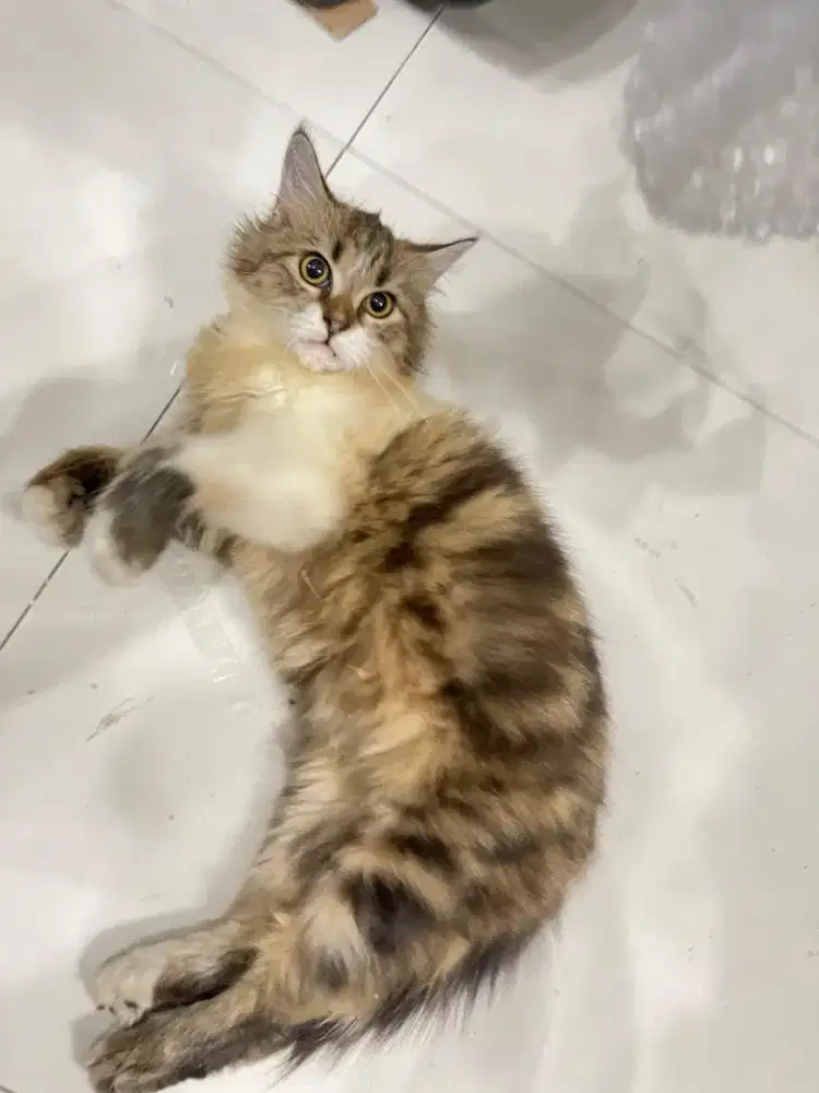 Kucing kitten jantan lucu dan nurut