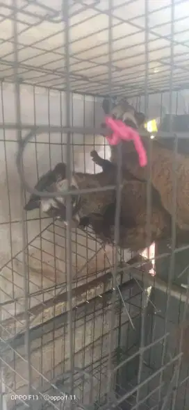 Musang Jantan 5bln semi jinak