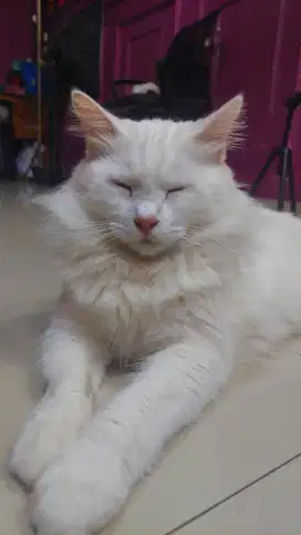 Kucing persia medium jago kimpoy