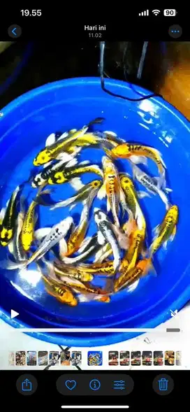 ikan koi slayer