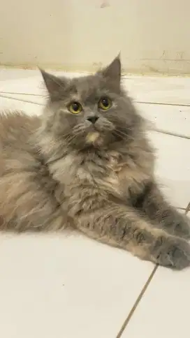 PERSIA HIMALAYA