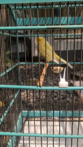 Kenari yorkshire pejantan isi gacor ngerek ada video bisa nego