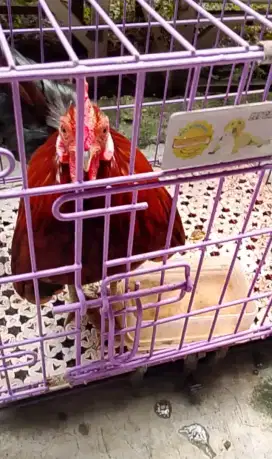 Ayam Silangan hybrit
