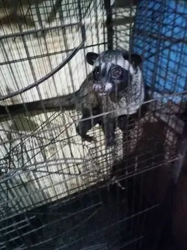 Musang Pandan Jantan