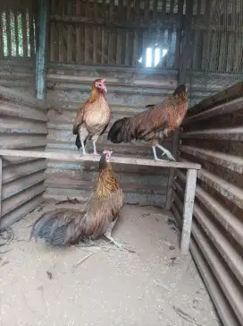 Betina Onagadori AyamHias EkorPanjang