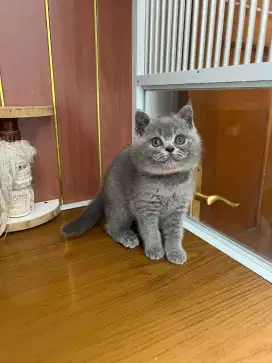 Kucing British shorthair