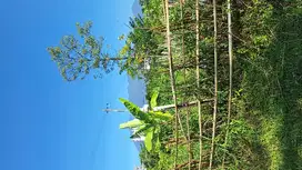 DIJUAL TNH DI PANDERMAN ATAS BATU,VIEW SNGT BGS  DI 800  MDPL BATU