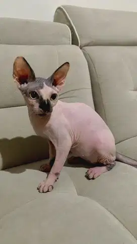 kucing sphynx jantan