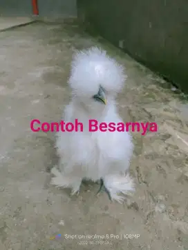 3 Ekor anak ayam American silky
