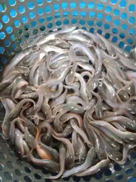 JUAL BIBIT IKAN LELE