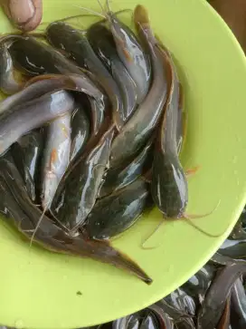 Jual bibit ikan lele kualitas unggul